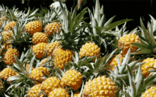 娱乐吃瓜小菠萝